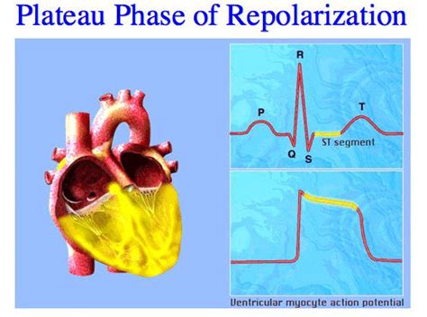 Depolariztaion Phases