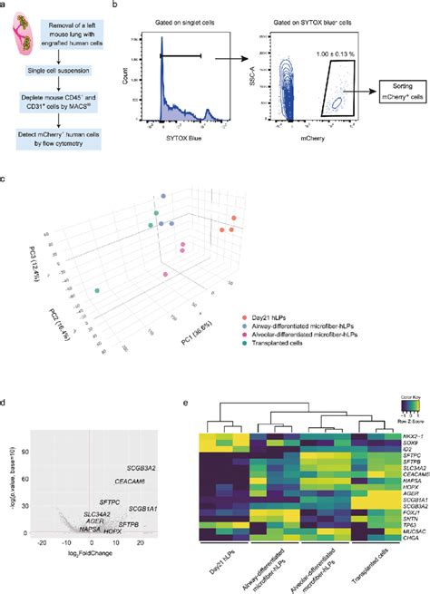 Lineage Profile Of Lung Engrafted Hlps Via Rna Seq Analysis A