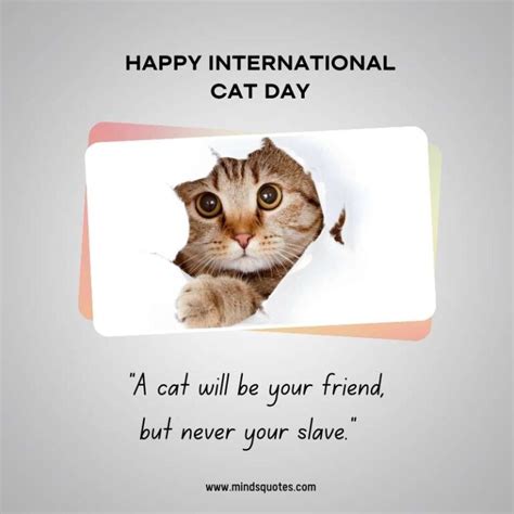 65+ Famous International Cat Day Quotes, Wishes & Messages