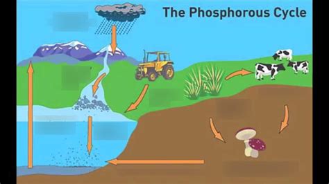 Phosphorus Cycle Diagram | Quizlet