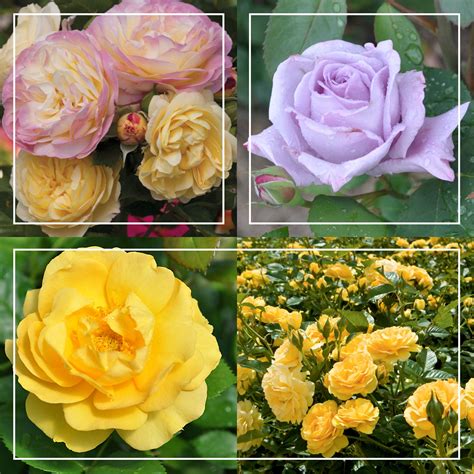 Spring Color Bouquet Collection – Heirloom Roses