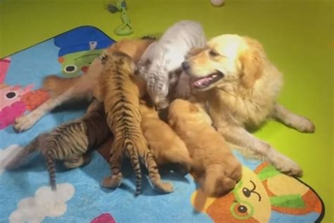 13++ Foto anak anjing golden retriever terbaru | https://doggywally ...