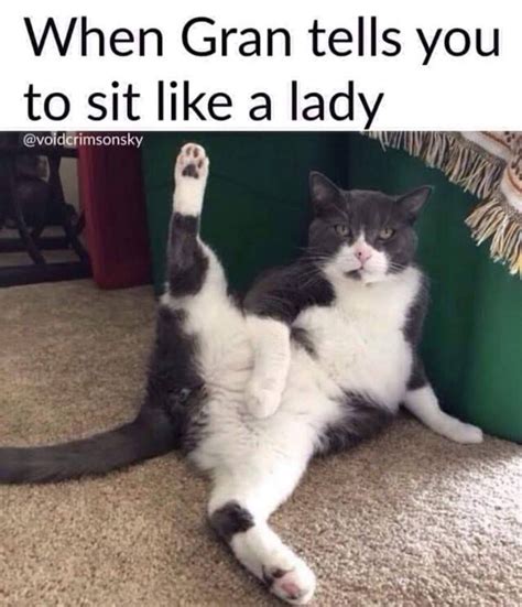 15 heartwarming hilarious cat photos to share with your family – Artofit