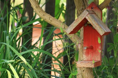 Bird Perch stock image. Image of tree, protection, wood - 25107313