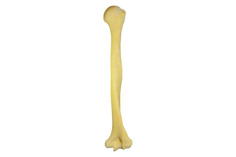 HUMERUS – Clinical Anatomy