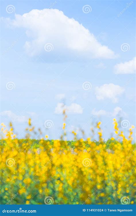 White Clouds And Light Blue Sky In Spring Season Stock Photo Image