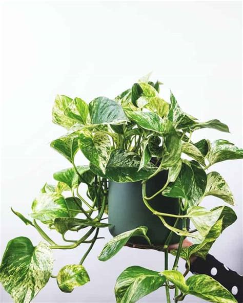 Marble Queen vs Golden Pothos | Same or Not? [3+ Differences]