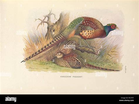 A Monograph Of The Pheasants Stock Photo Alamy