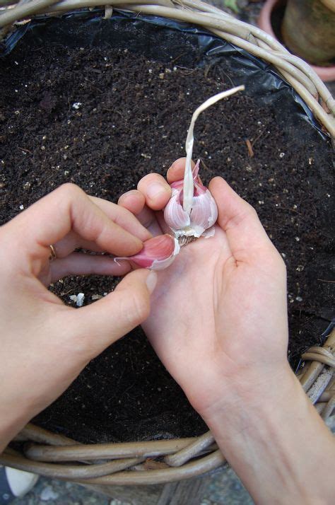 De Herfst Is De Beste Tijd Om Knoflook Te Planten En Dan Vooral In De