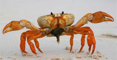 Qual é a diferença entre siri e caranguejo Recreio Fotografia de