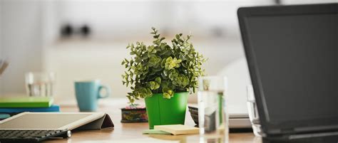 Choosing The Best Plants For Your Desk | Improving Your Office Space ...