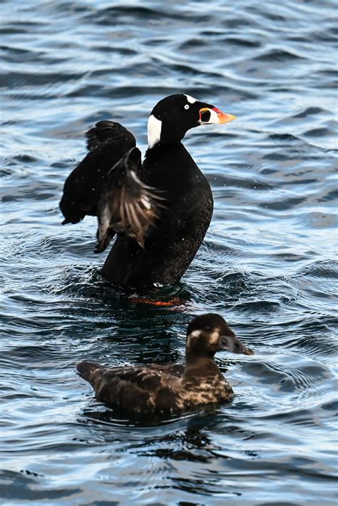 Surf Scoter Edmonds Fishing Pier Stones Flickr