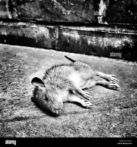 Dead Rat Hi Res Stock Photography And Images Alamy