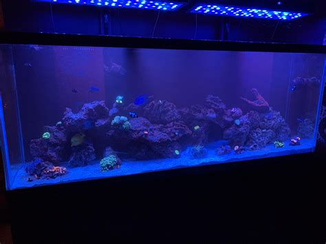 Finally Getting Everything Set Up How I Want It 150 Gallon Reef Tank R Reeftank