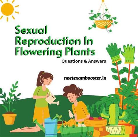 Sexual Reproduction In Flowering Plants Class 12 Important Questions And Answers Mcq Pdf Neet