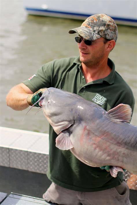 A Blue Catfish Us Fish And Wildlife Service Headquarters Flickr