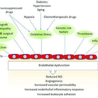 Regulation Of Occludin Mediated Cell Cell Junction Assembly And