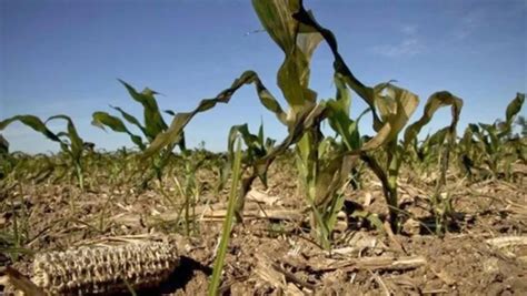 Emergencia Agropecuaria Por Sequía En Diez Departamentos De Salta