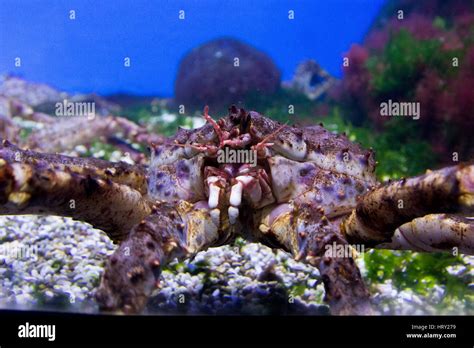 king crab in a huge beautiful aquarium Stock Photo - Alamy