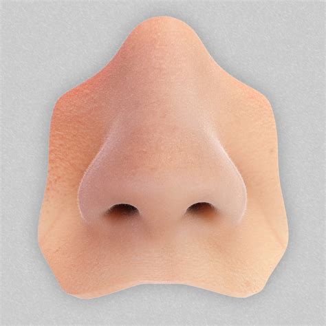 3d Model Realistic Human Nose