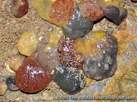 tHE tiDE cHAsER: Ascidians & Other Tunicates (Phylum Chordata: Subphylum Tunicata) of Singapore