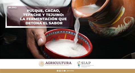 Pulque cacao tepache y tejuino la fermentación que detona el sabor