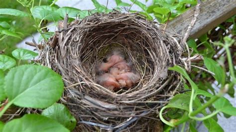 Tipos de nidos de aves y cómo identificarlos