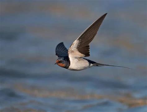 Golondrina 】características Migración Alimentación Y Más