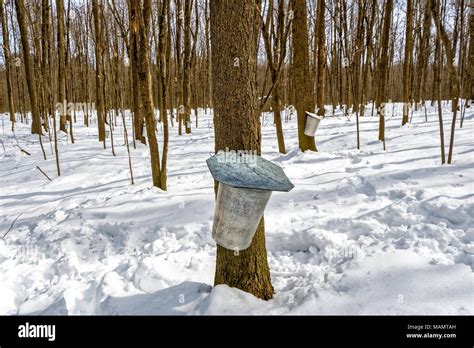 Maple Sap Buckets Hi Res Stock Photography And Images Alamy