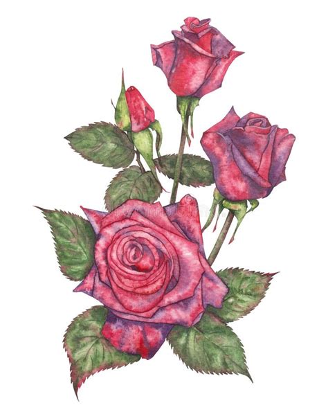 Watercolor Illustration Of Red Roses Watercolor Illustration Of Red