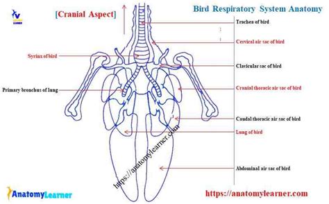 Bird Respiratory System Anatomy Diagram - Example with Chicken Organs » AnatomyLearner >> The ...