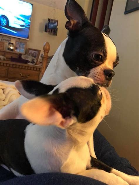 Adorable Boston Terrier Puppies Playing on the Couch