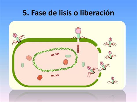 Ppt Ciclos De Replicación Viral Powerpoint Presentation Free Download Id6055535