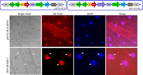 Subcellular Localization Of Sbasr 1rfp Translational Fusion Protein In