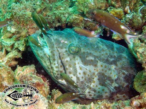 Brown Spotted Grouper Epinephelus Coioides Chaloklum Diving Koh Phangan