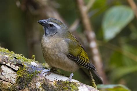 Foto Trinca Ferro Saltator Similis Por Victor B Wiki Aves A