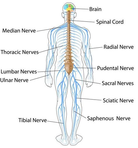 Circuit Block Diagram Standing Nervous System Body Systems