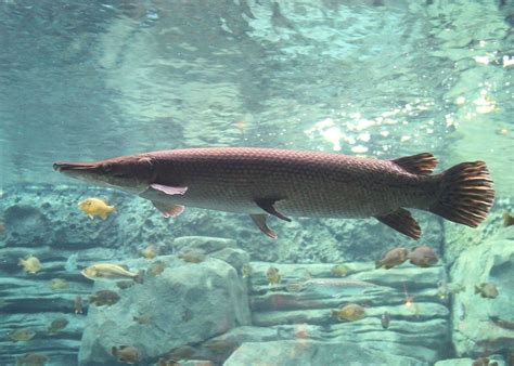 √ Alligator Gar Aquarium Setup Fischlexikon