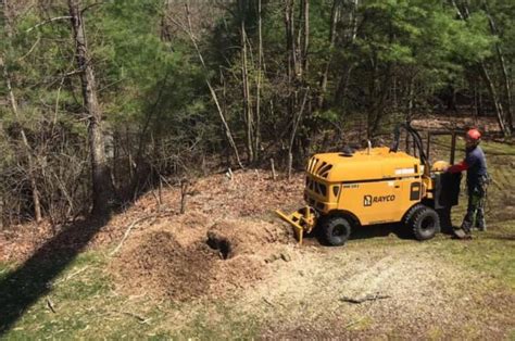 What Happens to the Roots After Tree Removal? | American Climbers