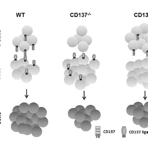 Schematic Representation Of Cd Cd L Interactions In Age Related