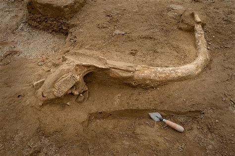 Woolly Mammoth Skeleton Found Near Paris - Business Insider