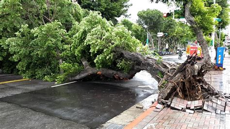 不敵卡努強風！北市士林區大樹「轟然倒塌」地磚爆裂 雙向管制中 蕃新聞