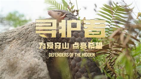 TRAILER Defenders Of The Hidden Pangolin Conservation Docuseries