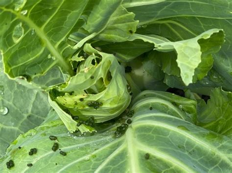 How To Prevent Cabbage Worms Organically Simplify Live Love