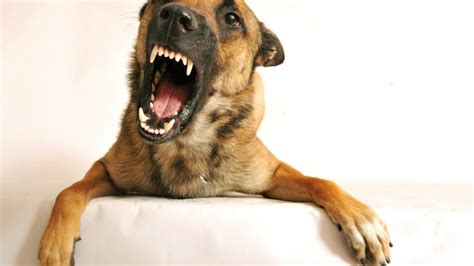 Why Dog Growling Is a Good Thing | The Dog People by Rover.com