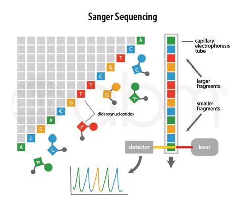 Next Generation Sequencing Ngs Introduction Abm Inc