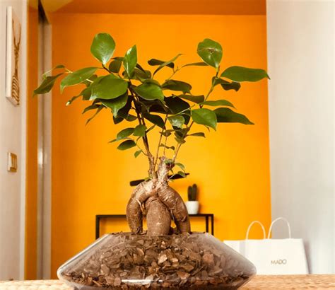 Best Indoor Bonsai Tree: Unleashing the Tranquility of Nature in Your Living Space in 2023 ...