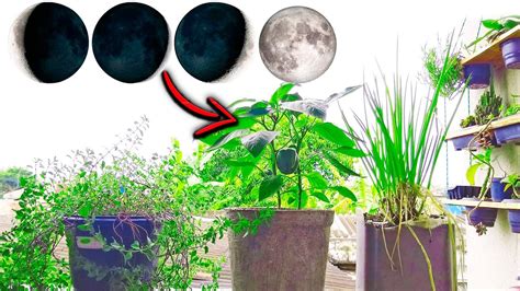 Efeitos Da Lua Nas Plantas QUAL LUA PLANTAR COLHER ADUBAR YouTube