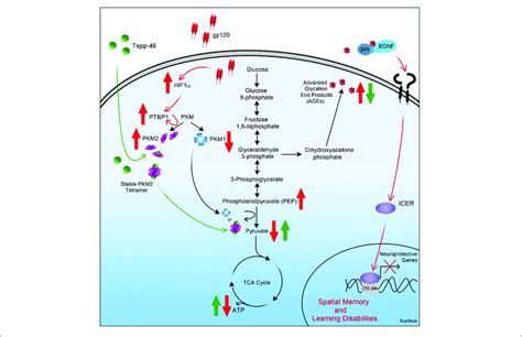 Graphical Summary Of Project A Schematic Representation Of The