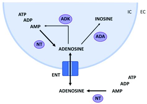 Adenosine Metabolism In The Brain Intra Ic And Extracellular Ec Download Scientific